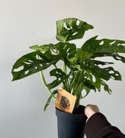 مونستيرا ادنسوني | Monstera Adansonii