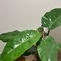 فيلدندرون جنغل فيفر | Philodendron Jungle Fever