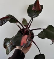 فيلدندرون الاميرة الوردية | Philodendron Pink Prin...