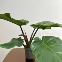 فيلدندرون جنغل فيفر | Philodendron Jungle Fever