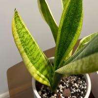 سانسيفيريا جلد النمر | Sansevieria Laurentii