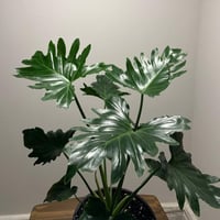 فيلدندرون شانغريلا | Philodendron Shangri-La