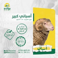 أسباني كبير