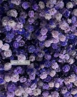 12 غصن جيبسوفيليا