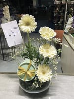 فازه الجربيرا