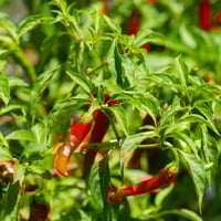 بذور الفلفل الحار الاحمر ( Capsicum annuum )