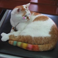 مجموعة تلوين فراء الحيوانات الاليفة - صحية وامنة م...