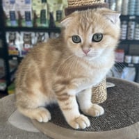 ذكر سكوتش فولد بيور من اب وام مسجلين