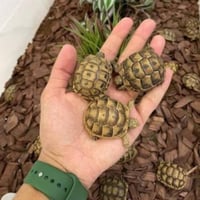 سلحفاة يونانية برية