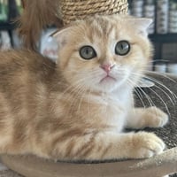 ذكر سكوتش فولد بيور من اب وام مسجلين