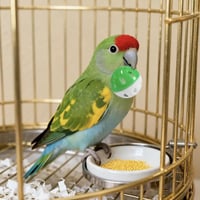 مجموعة العاب مسلية وتفاعلية للقطط (30 قطع عشوائية...