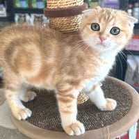 ذكر سكوتش فولد بيور من اب وام مسجلين