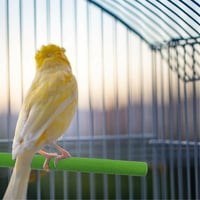 مجثم ومبرد رملي للطيور25سم