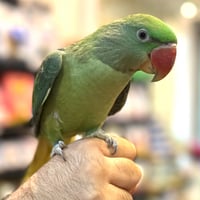 ببغاء درة نيبالي