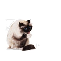 رويال كانين HAIRBALL طعام جاف للقطط تمنع تكوين كرا...