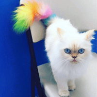 مجموعة تلوين فراء الحيوانات الاليفة - صحية وامنة م...