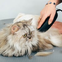 باقة الحلاقة الكاملة للقطط (حلاقة - قص اظافر - تنظ...