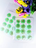 كرت ورد طبيعي مجفف أخضر