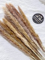 غصن ريش بني مجفف