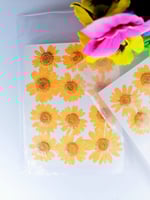 كرت ورد طبيعي مجفف برتقالي