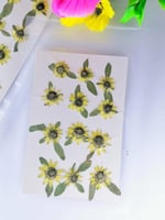 كرت ورد دوار الشمس مجفف طبيعي