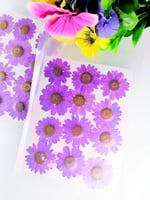 كرت ورد مجفف طبيعي موف