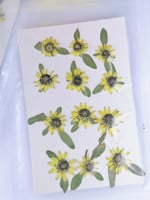 كرت ورد دوار الشمس مجفف طبيعي