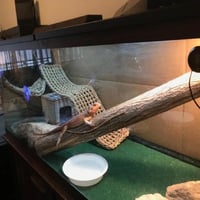 بيت للزاوحف أرجوحه للزواحف زاوية