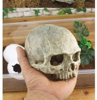 جمجمة إكسسوارات حوض السمك