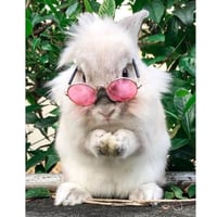 نظارات شمسية للقطط والكلاب