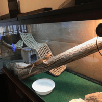 بيت للزاوحف أرجوحه للزواحف مستقيمة