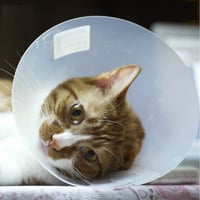 طوق إليزابيث الطبي