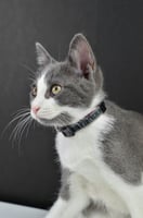 طوق لاكاسا ديبابيل للقطط