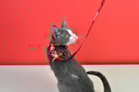 صدرية لاكاسا ديبابيل