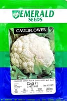 بذور F1 زهرة امريكي