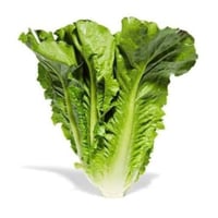 بذور خس ايطالي