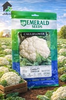 بذور F1 زهرة امريكي