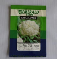 بذور F1 زهرة امريكي