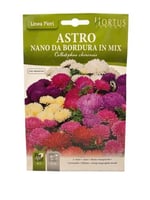 بذور النجم (بذور زهور)