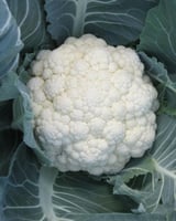 بذور F1 زهرة امريكي