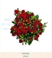 بيبي جوري(10 أغصان)-RED