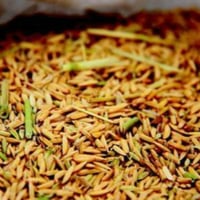 بذور رز حساوي 1 كيلو