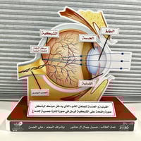 مجسم تركيب العين