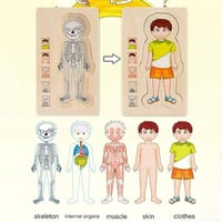 لعبة تركيب تعليمية خشبية هيكل الجسم 230