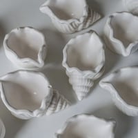 توزيعات القوقعه 12 قطعه