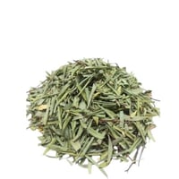 عشبة الزاز المغربية