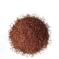 بذور الكينوا الحمراء