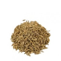 عشبة الكراوية