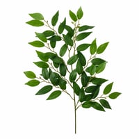 أغصان الشجر الأخضر