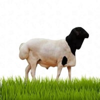 بربري مرابي ( مستورد)